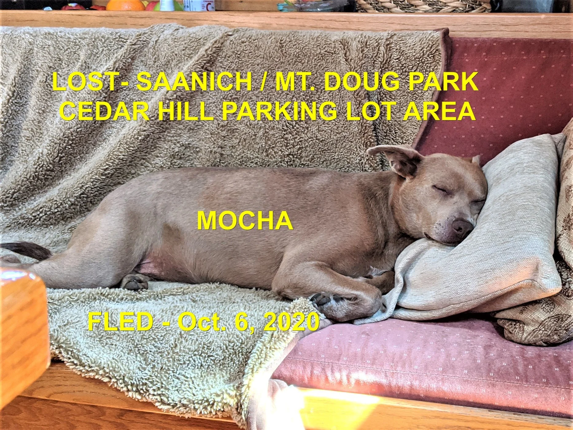 HAPPY ENDINGS - SAANICH BC - MOCHA - OCTOBER 6, 2020