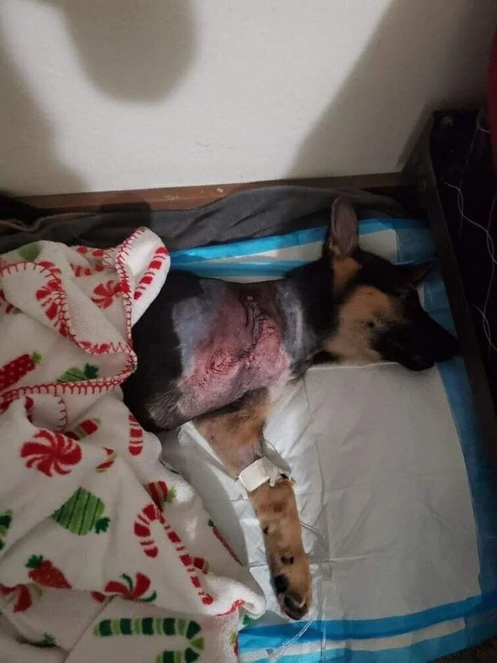 PSA - DOG PARKS - ANYWHERE - OCTOBER 5, 2020 -- THIS DOG WILL RECOVER