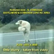 HAPPY ENDINGS - NORTH COWICHAN BC - OCTOBER 4, 2020