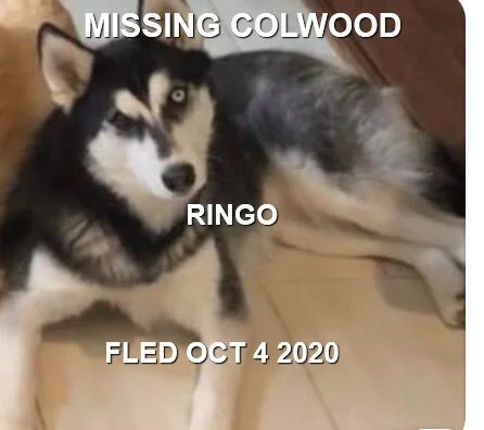 HAPPY ENDINGS - COLWOOD BC - RINGO - OCTOBER 4, 2020
