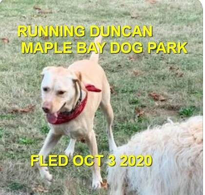 HAPPY ENDINGS - DUNCAN / MAPLE BAY BC - OCTOBER 3, 2020