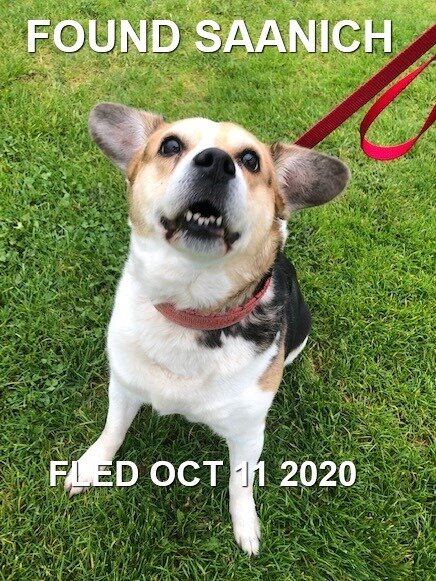 HAPPY ENDINGS - SAANICH BC - OCTOBER 11, 2020