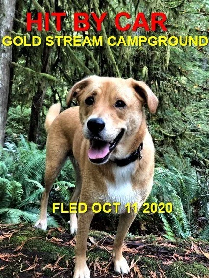 HAPPY ENDINGS - LANGFORD BC - SCOUT - OCTOBER 11, 2020