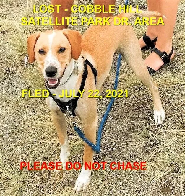 HAPPY ENDINGS - COBBLE HILL BC - COOPER - JULY 22, 2021