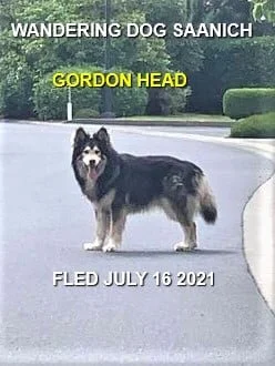 HAPPY ENDINGS - VICTORIA BC - GORDON HEAD -  WOLF - JULY 16, 2021