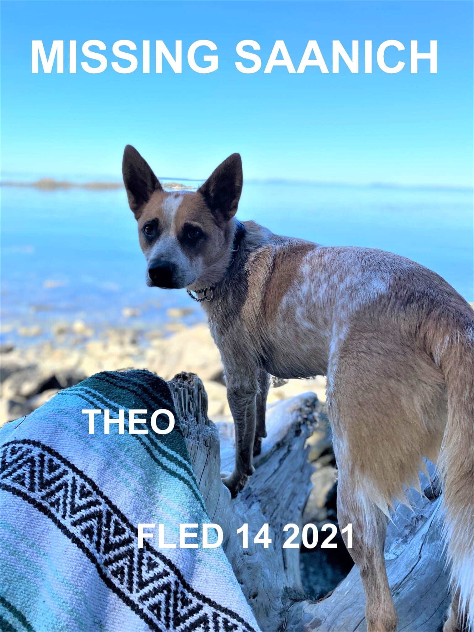 HAPPY ENDINGS - SAANICH BC - THEO - JULY 14, 2021