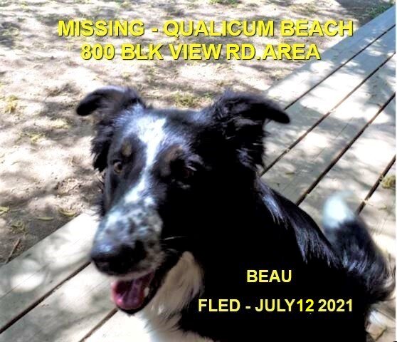 HAPPY ENDINGS - QUALICUM BEACH BC - BEAU - JULY 12, 2021