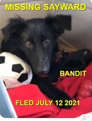 HAPPY ENDINGS - SAYWARD BC - BANDIT - JULY 12, 2021