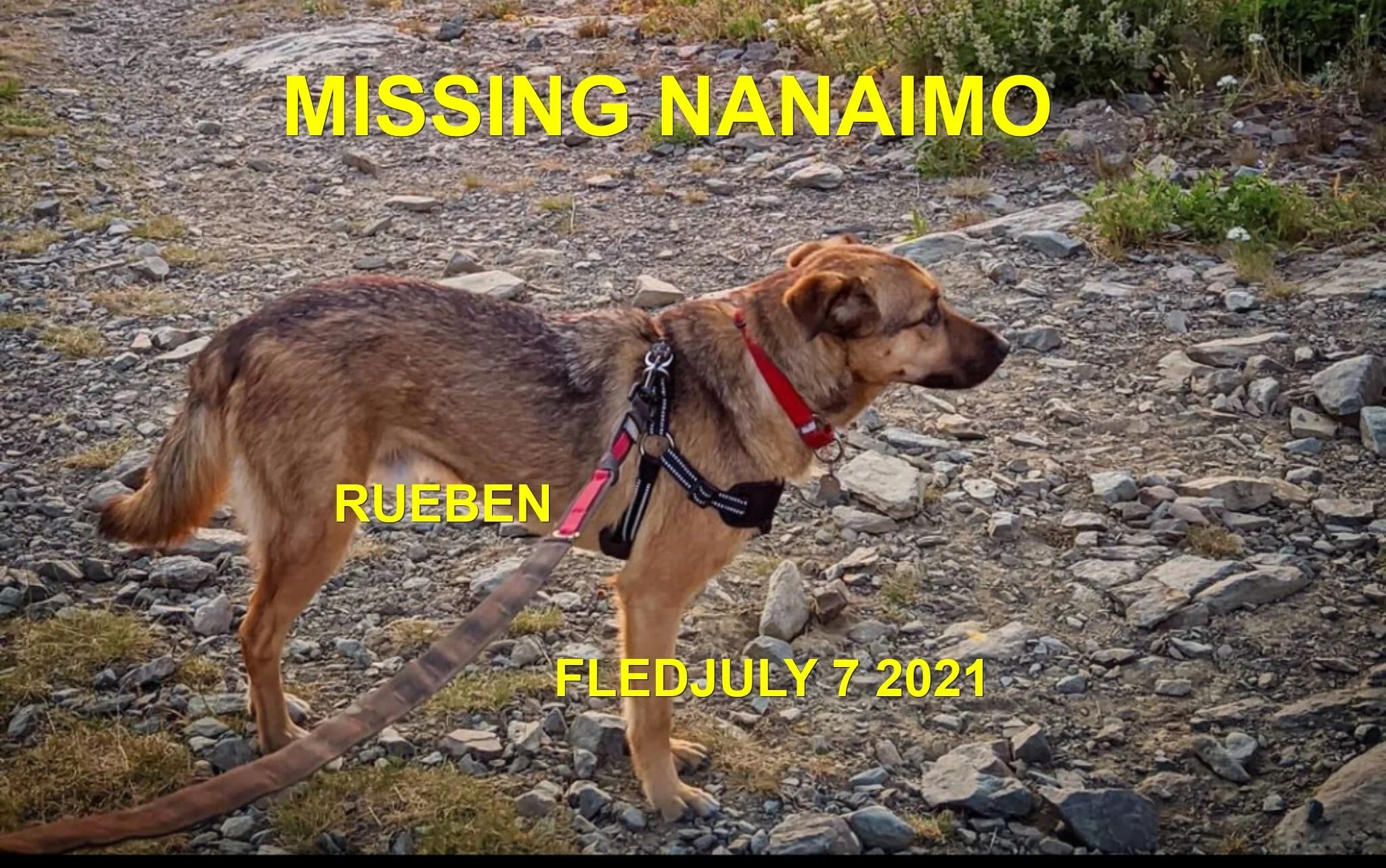 HAPPY ENDINGS - NANAIMO BC - RUEBEN - JULY 7, 2021