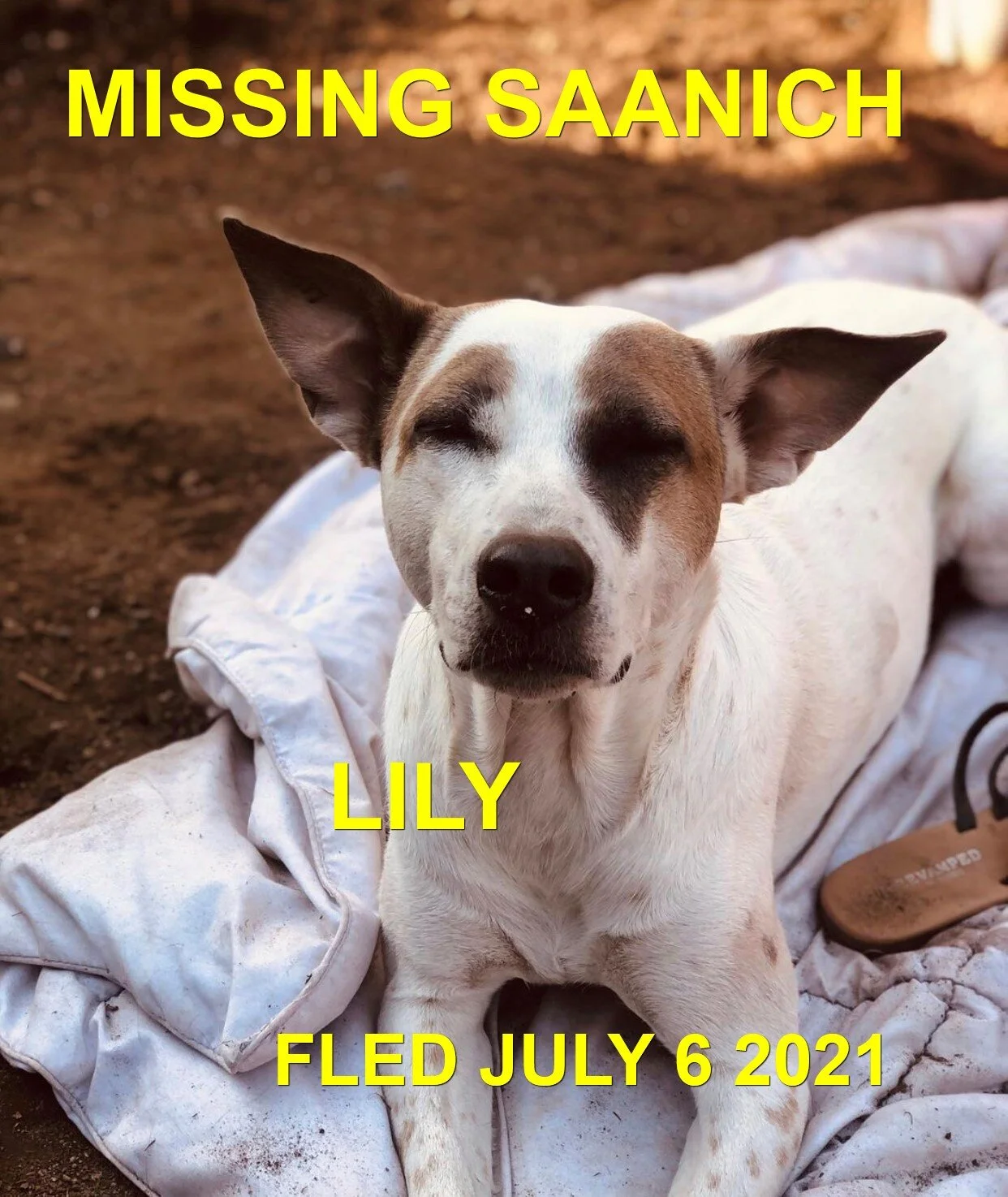 HAPPY ENDINGS - SAANICH BC - LILY - JULY 6, 2021