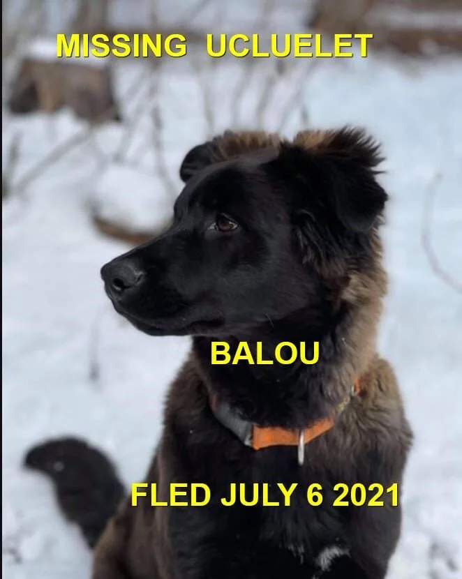 HAPPY ENDINGS - UCLUELTE BC - BALOU - JULY 6, 2021