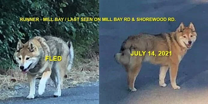 GONE HOME - MILL BAY BC - JULY 14, 2021