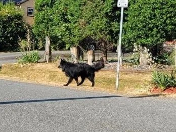 GONE TO SHELTER - NANAIMO BC - JULY 14, 2021