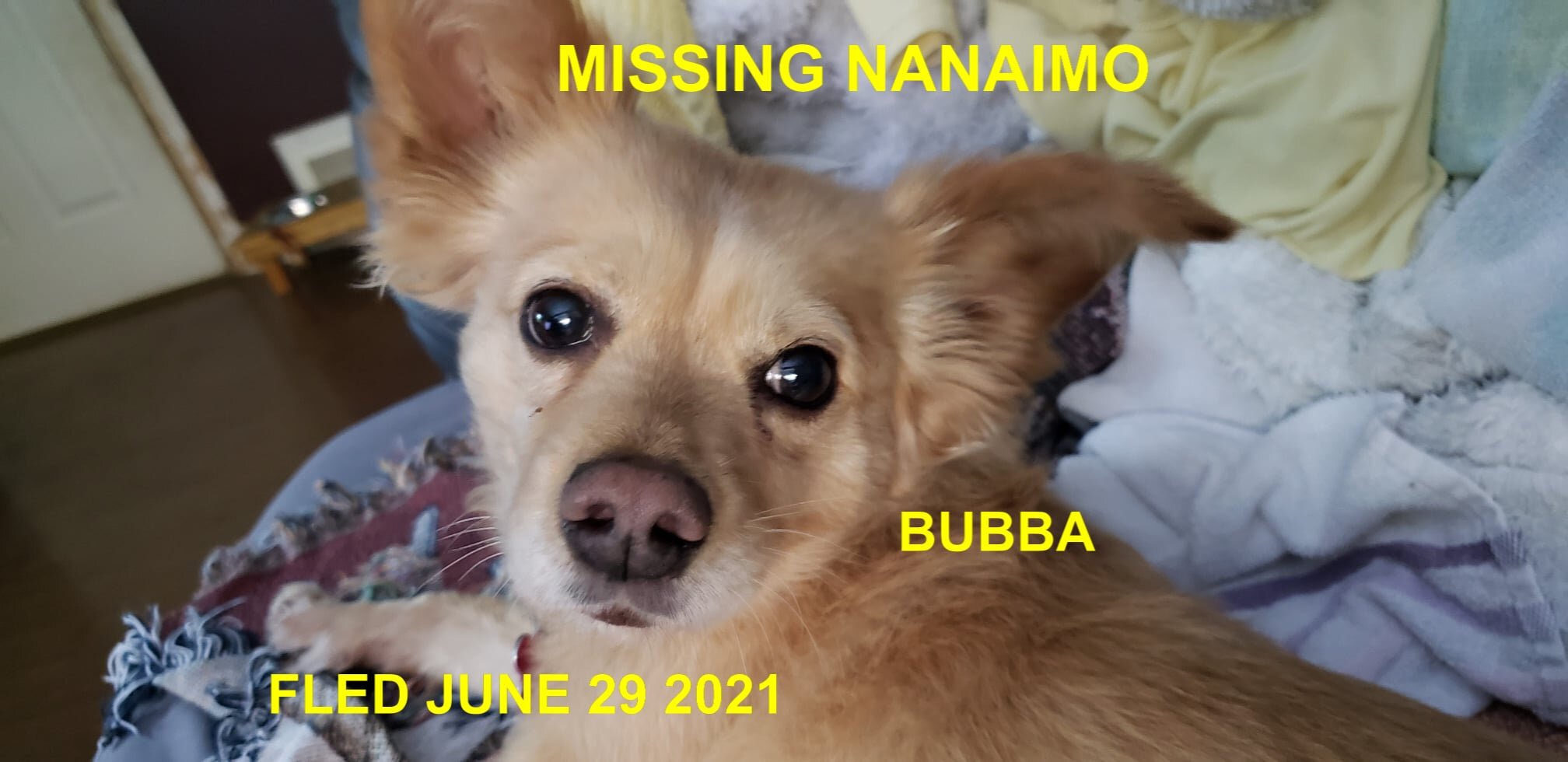 HAPPY ENDINGS - NANAIMO BC - BUBBA - JUNE 29, 2021
