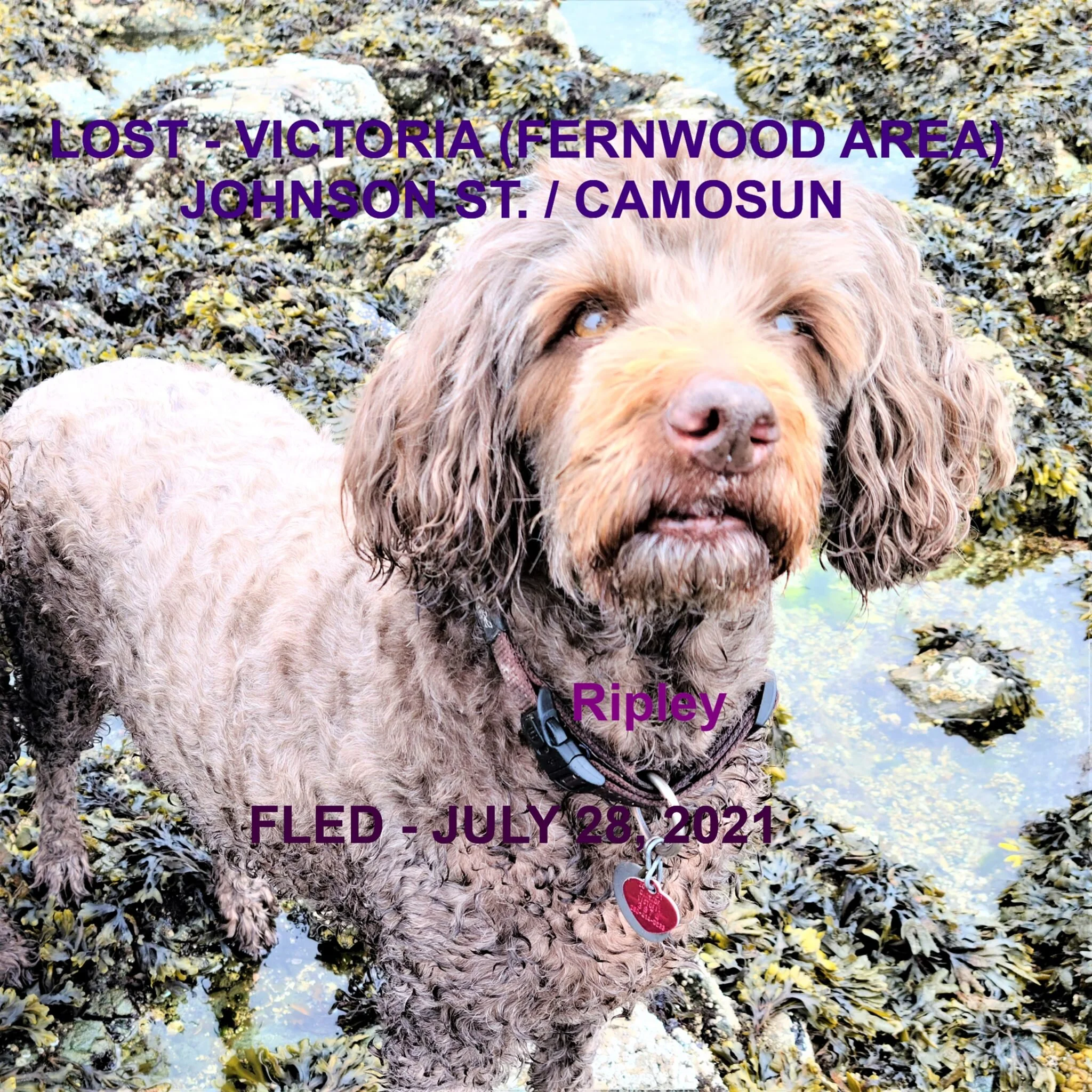 HAPPY ENDINGS - VICTORIA / FERNWOOD - RIPLEY / SENIOR - JULY 28, 2021