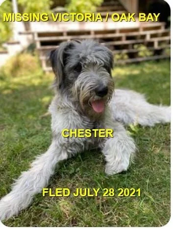 HAPPY ENDINGS - VICTORIA / OAK BAY BC  - CHESTER - JULY 28,  2021