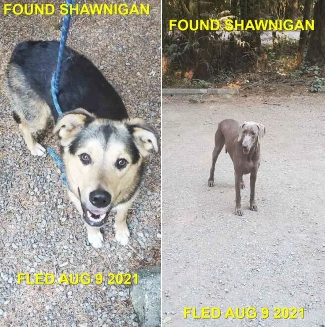 HAPPY ENDINGS / GONE TO SHELTER - DUNCAN BC - AUG 9, 2021