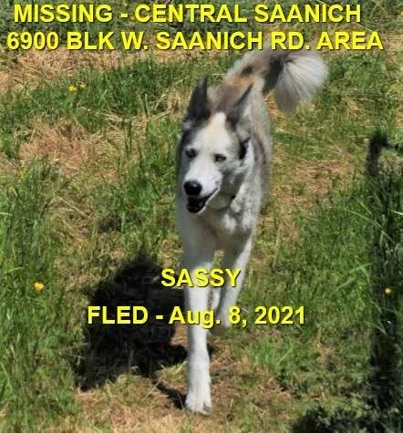 OVER THE RAINBOW BRIDGE - SENIOR - BRENTWOOD BAY - SASSY - AUG 8, 2021
