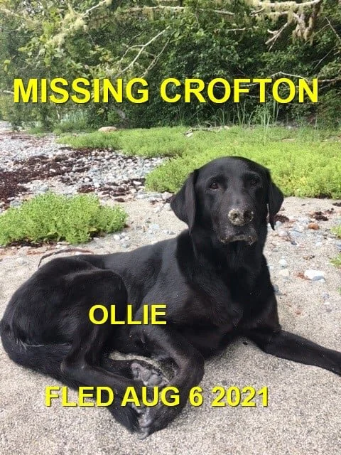 HAPPY ENDINGS / SHELTER - CROFTON BC - OLLIE - AUG 6, 2021