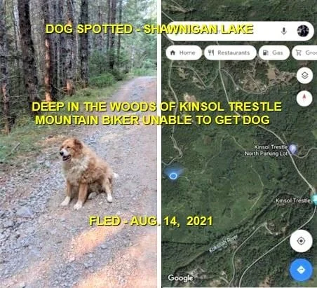 HAPPY ENDINGS - SHAWNIGAN LAKE BC - DAISY - AUG. 14, 2021