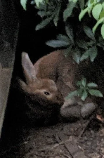 UNRESOLVED - SAANICH BC - BUNNY - AUG. 12, 2021