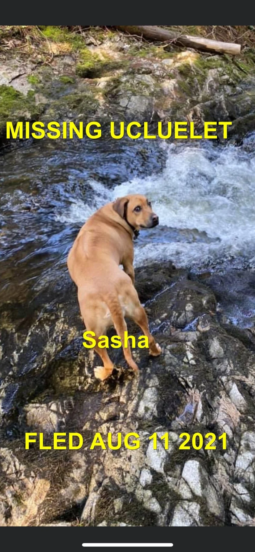 HAPPY ENDINGS - UCLUELET BC - SASHA - AUG. 11, 2021