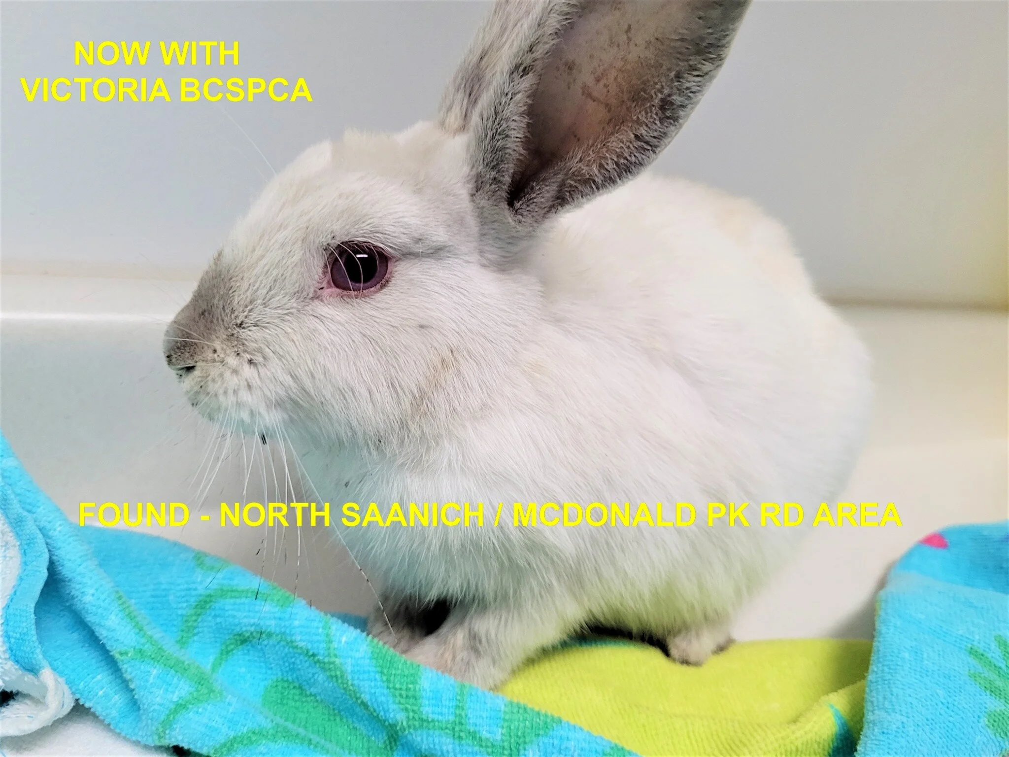 FOUND - SIDNEY BC - BUNNY - AUG 9, 2021
