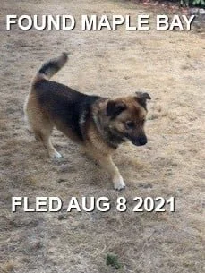 FOUND - GONE TO SHELTER - MAPLE BAY BC - AUG 8, 2021