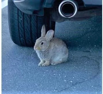 UNRESOLVED - LANGFORD BC - BUNNY - AUG 6, 2021