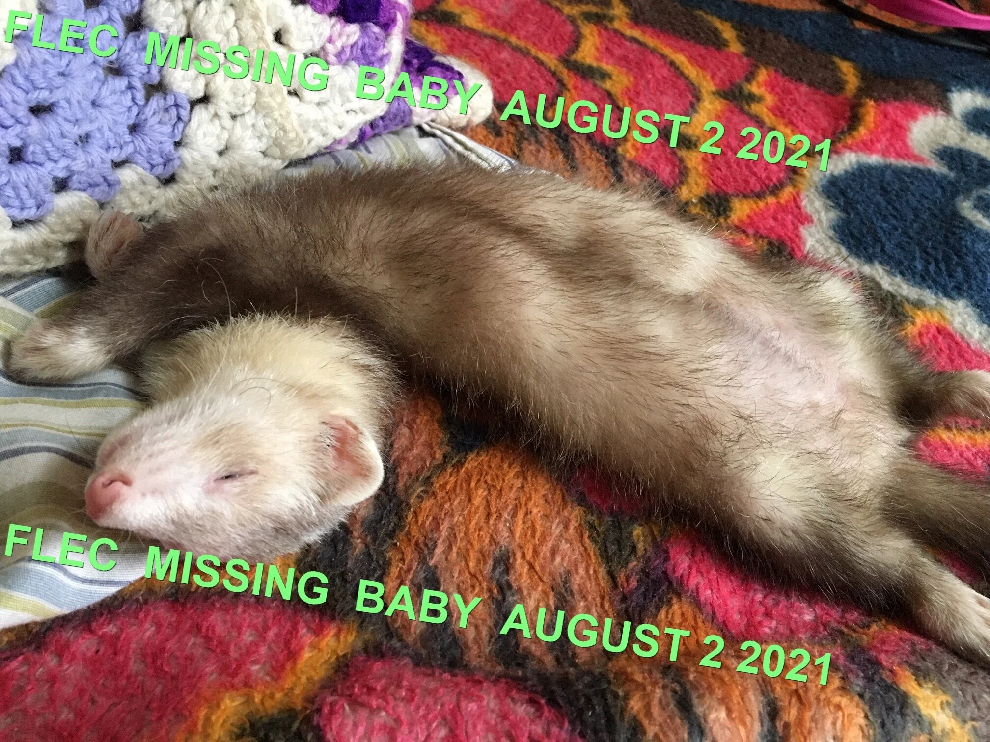 HAPPY ENDINGS - VIEW ROYAL BC - BABY FERRET - AUG 2, 2021