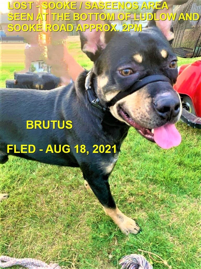 HAPPY ENDINGS - SOOKE BC - BRUTUS / AUG. 18, 2021