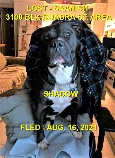 HAPPY ENDINGS - VICTORIA BC. - SHADOW - AUG 16, 2021