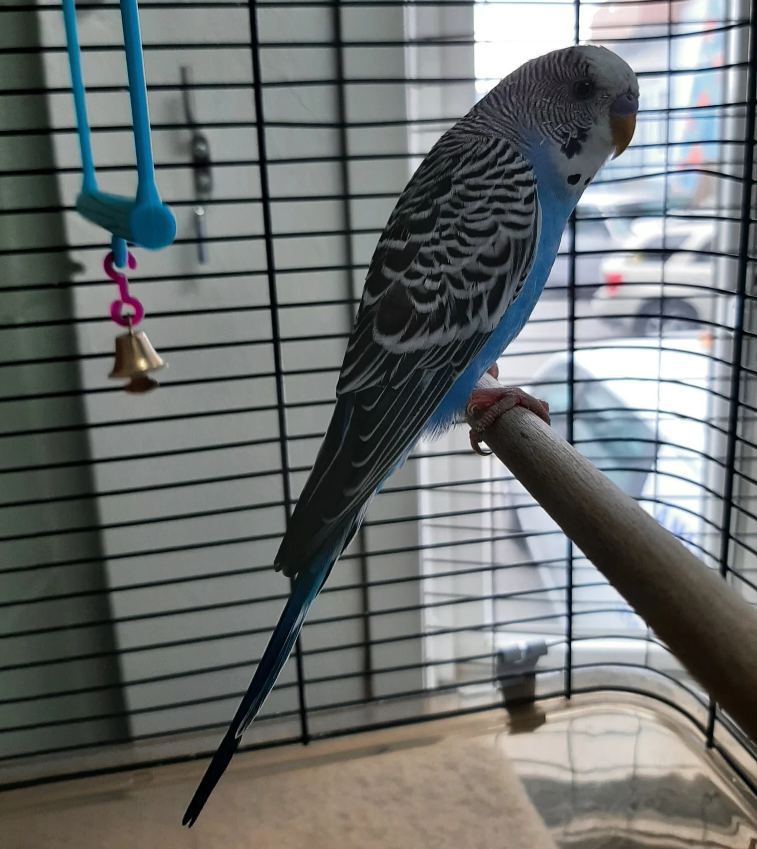 GONE TO SHELTER - VICTORIA BC - AUG. 16, 2021