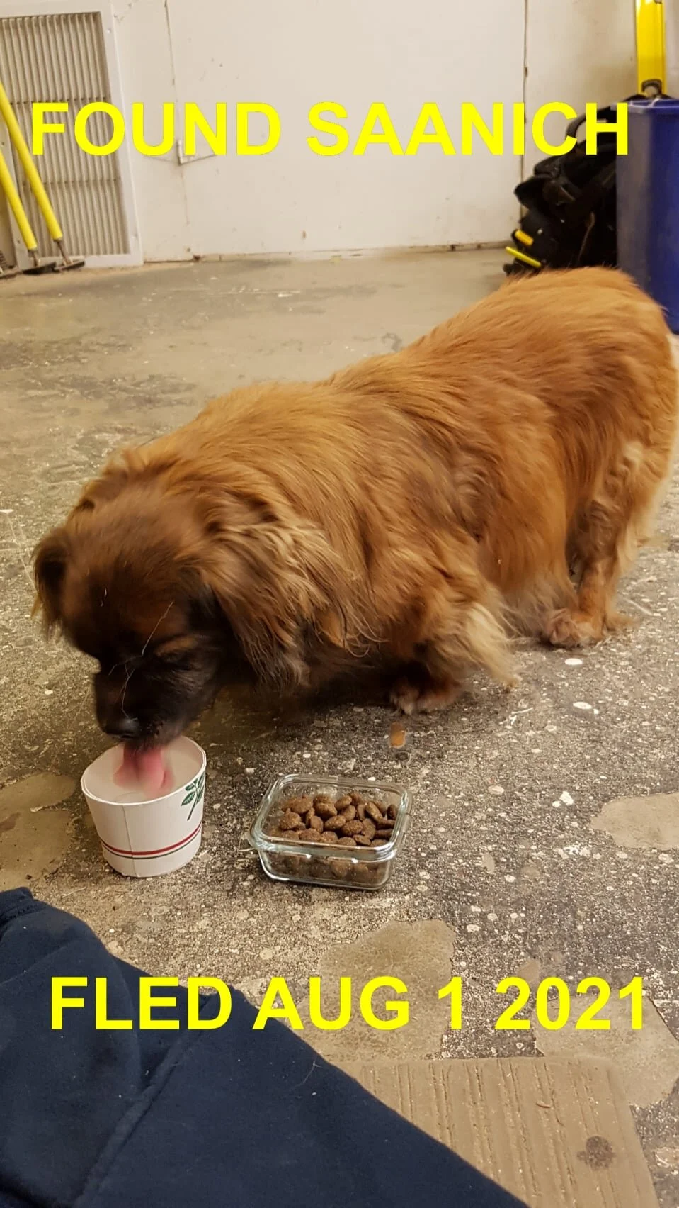 HAPPY ENDINGS -  SAANICH BC -  SENIOR TONY - AUG. 1, 2021