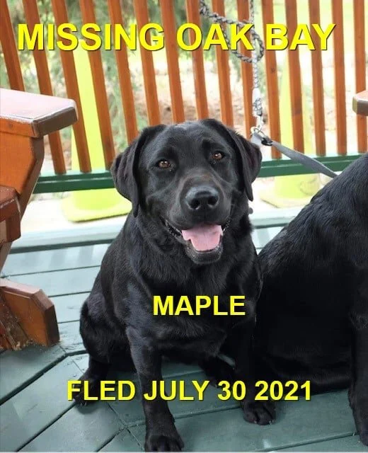 HAPPY ENDINGS - VICTORIA / OAK BAY BC - MAPLE / JULY 30, 2021