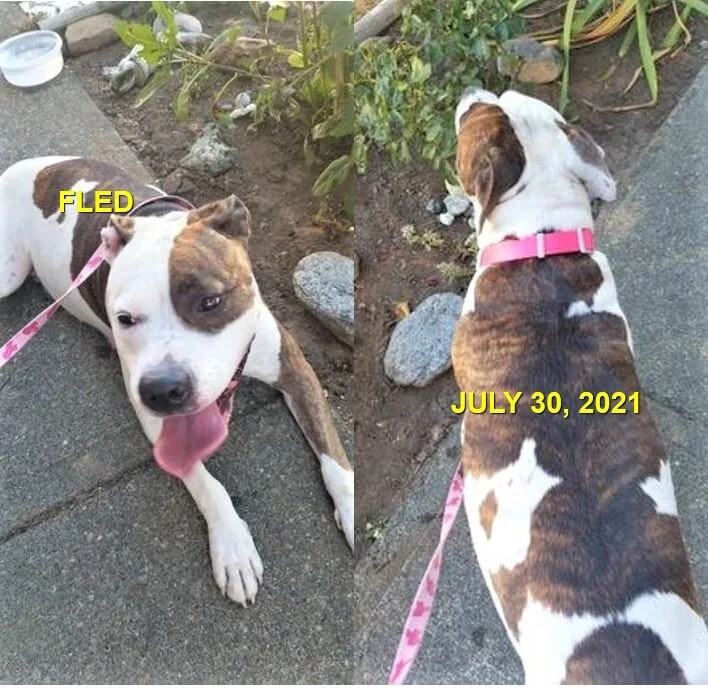 HAPPY ENDINGS - LADYSMITH BC -  JULY 30, 2021