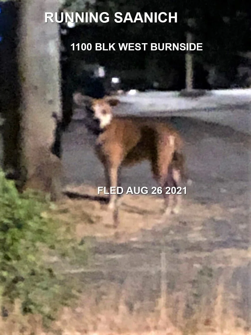 WENT HOME ON THEIR OWN - SAANICH BC - AUG. 26, 2021