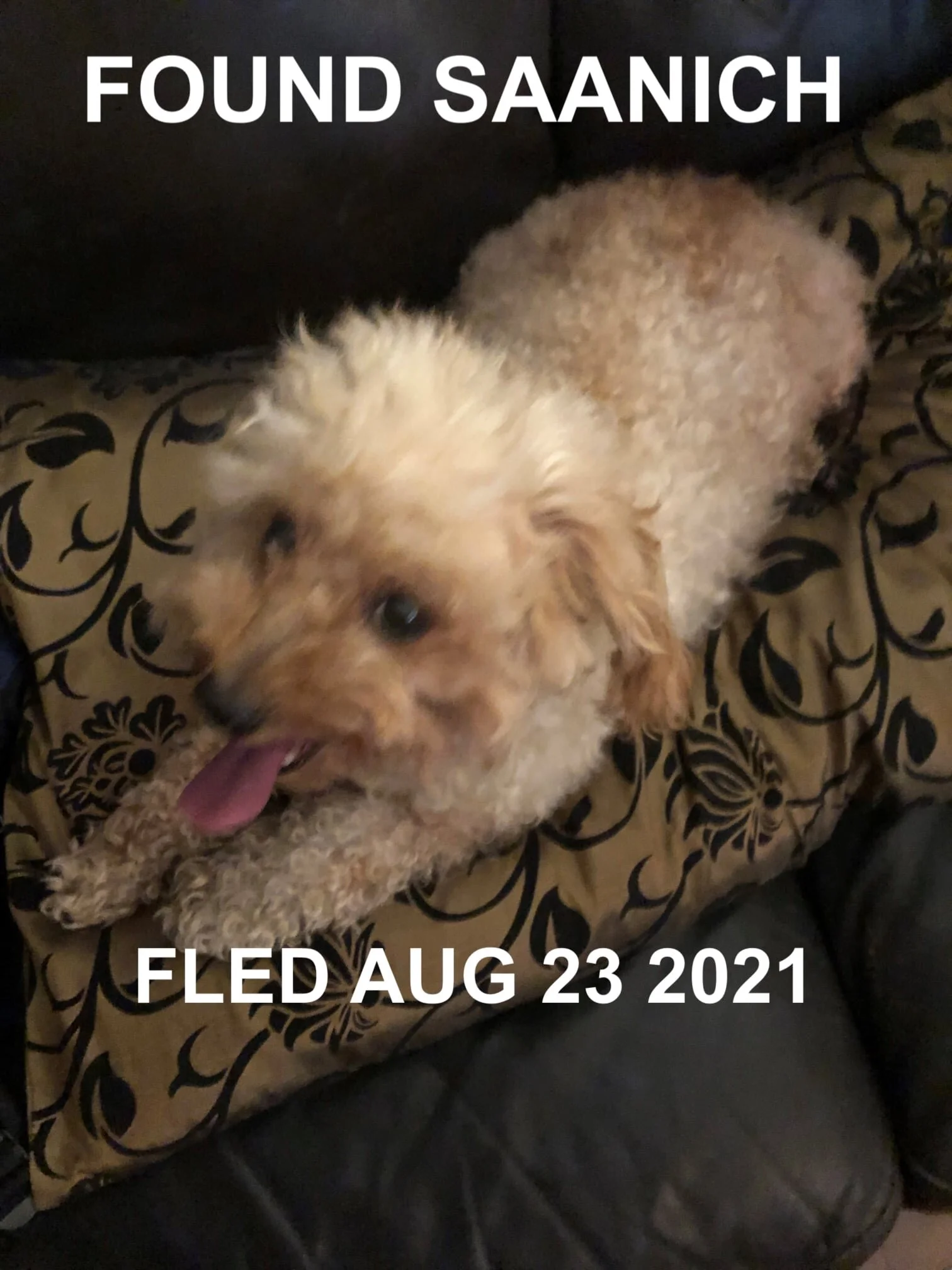 GONE TO SHELTER - SAANICH BC - AUG 23, 2021