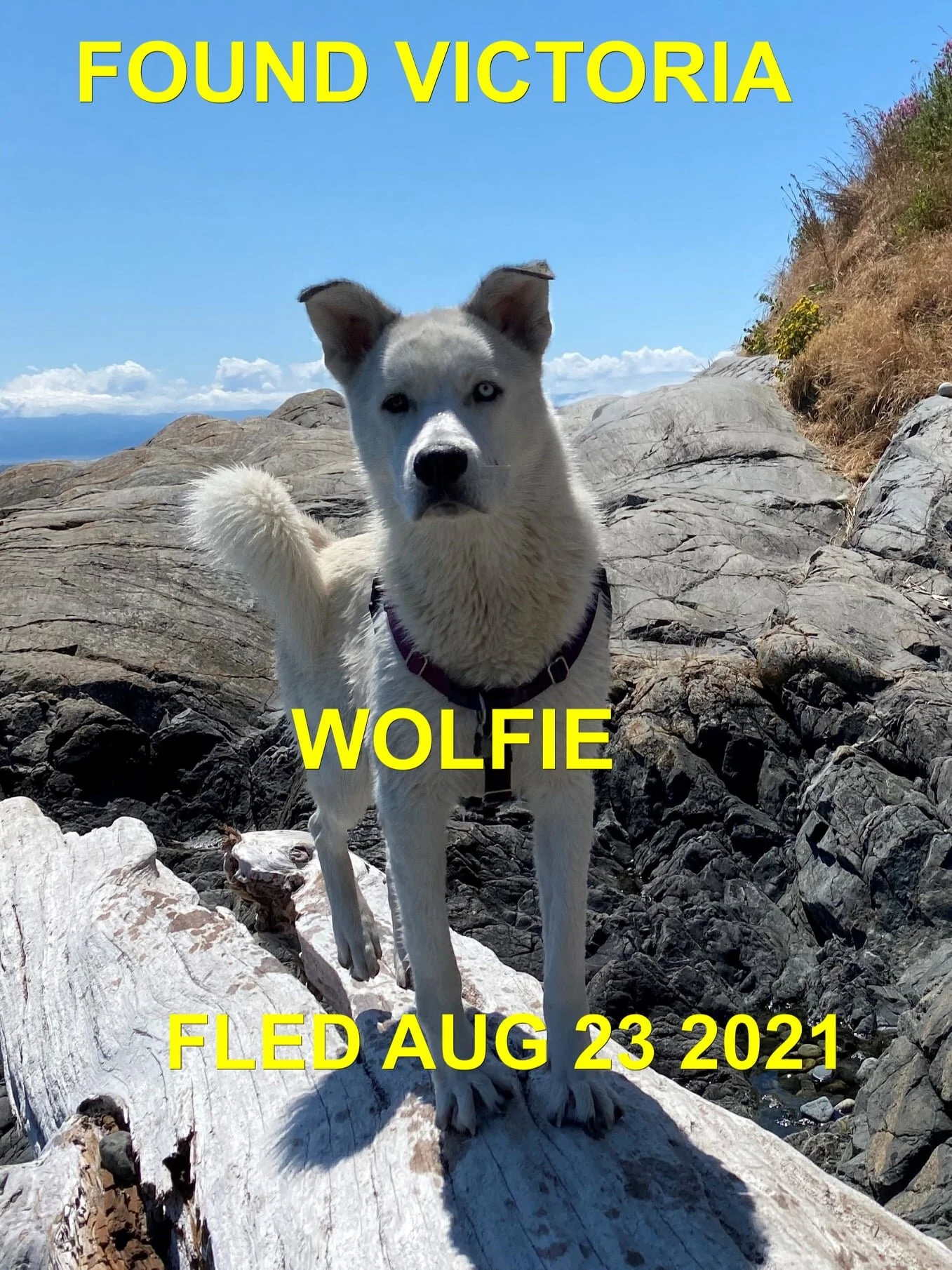 HAPPY ENDINGS - VICTORIA BC - WOLFIE -  AUG. 23, 2021
