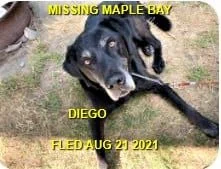 HAPPY ENDINGS - DUNCAN / MAPLE BAY - DIEGO - AUG. 21, 2021