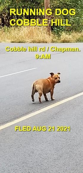 HAPPY ENDINGS - COBBLE HILL BC -  AUG 21, 2021