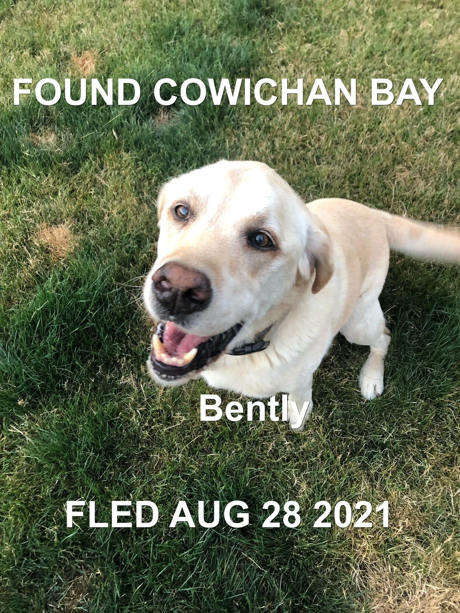 HAPPY ENDINGS - COWICHAN BAY BC - BENTLY - AUG. 28, 2021