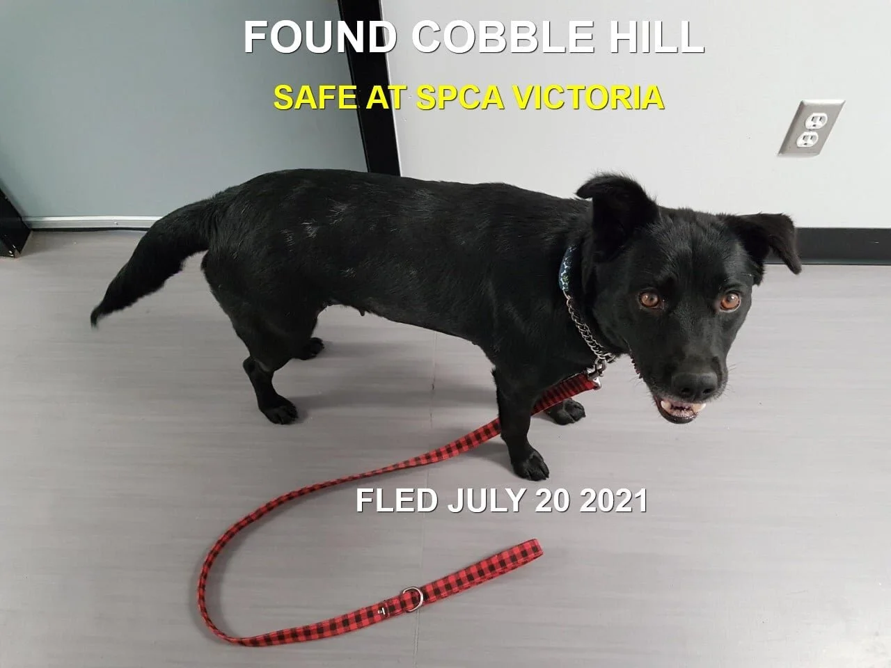 GONE TO SHELTER - VICTORIA SPCA - VICTORIA BC - JULY 18, 2021