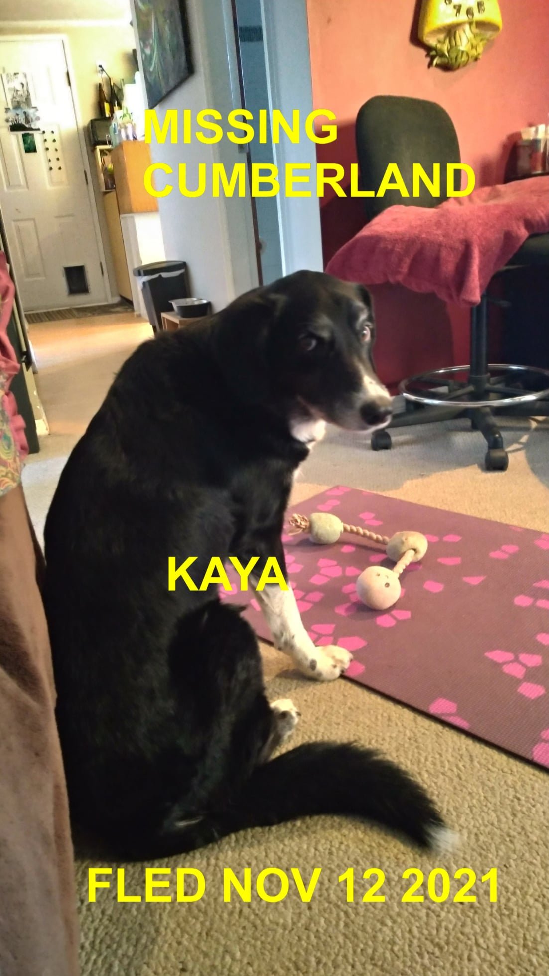 HAPPY ENDINGS - CUMBERLAND BC - KAYA -  NOVEMBER 11, 2021