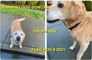 GONE TO SHELTER / HAPPY ENDINGS - DUNCAN BC. - NOVEMBER 9, 2021