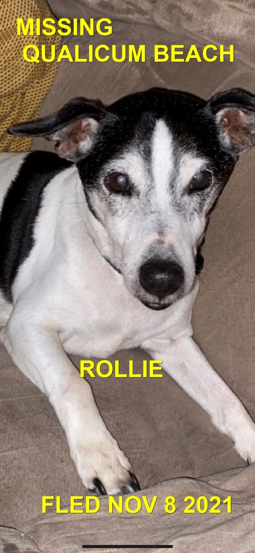 HAPPY ENDINGS -QUALICUM BEACH BC. - ROLLIE - NOVEMBER 7, 2021