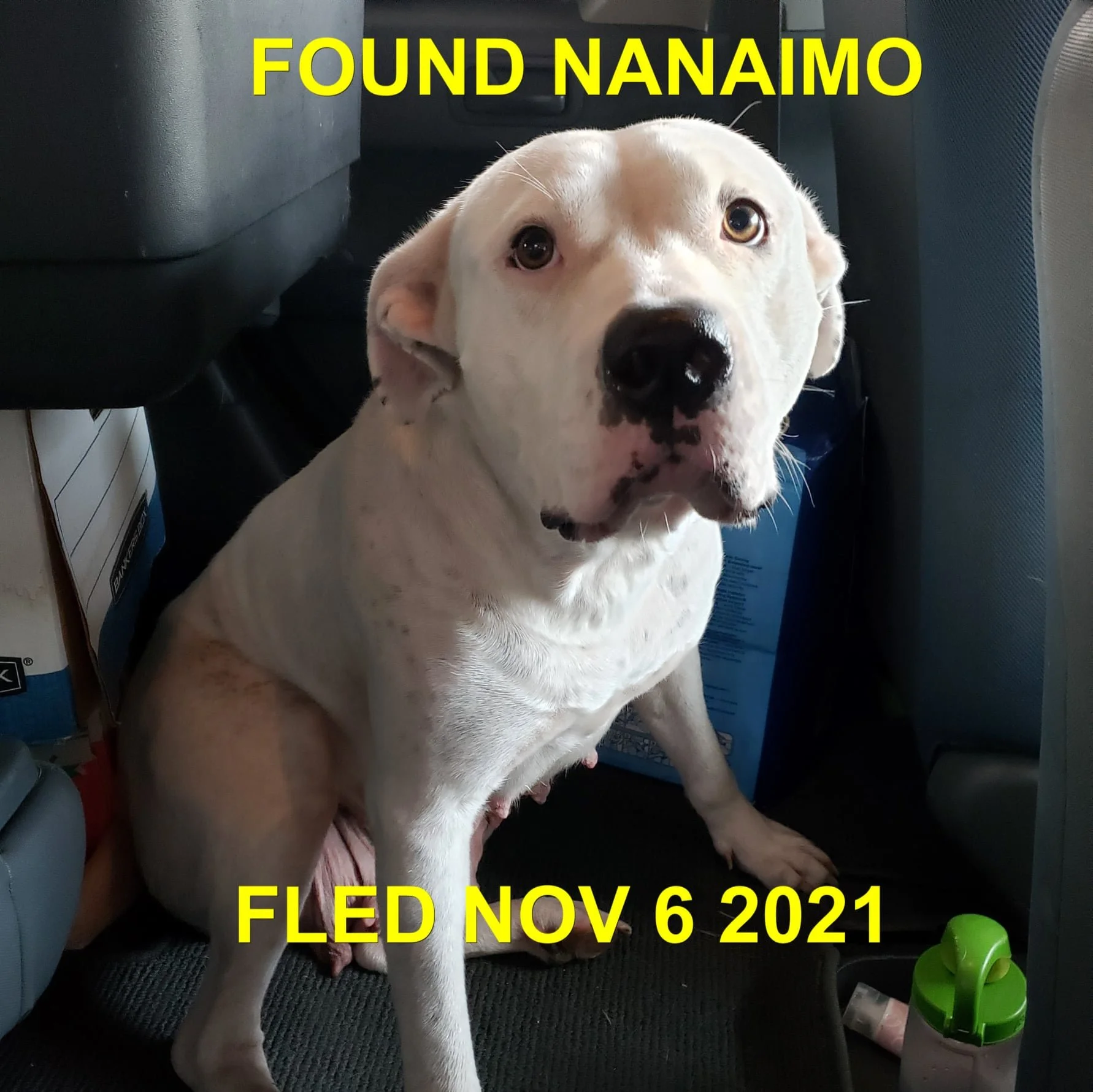 GONE TO SHELTER - NANAIMO BC - NOVEMBER 6, 2021