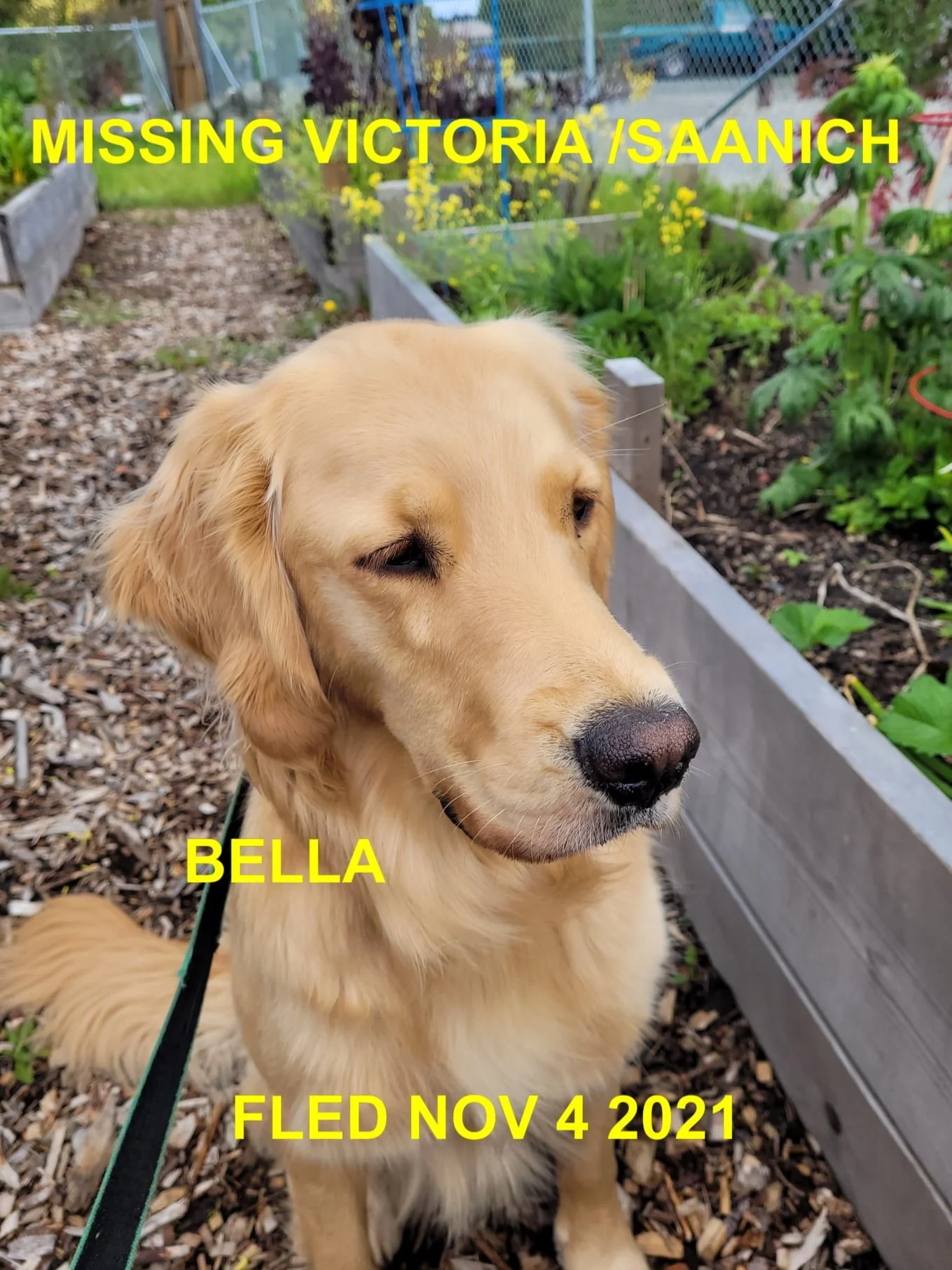 HAPPY ENDINGS - SAANICH BC. - BELLA - NOV. 4, 2021