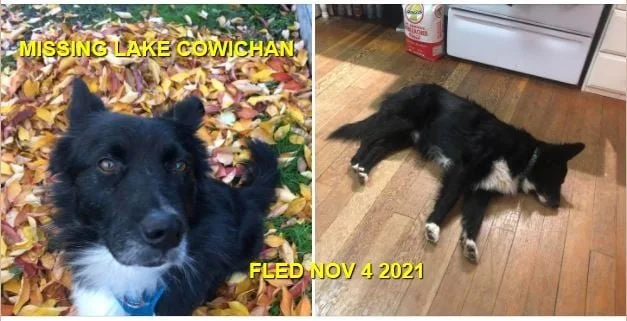 HAPPY ENDINGS - LAKE COWICHAN BC. - BART - NOV. 4, 2021