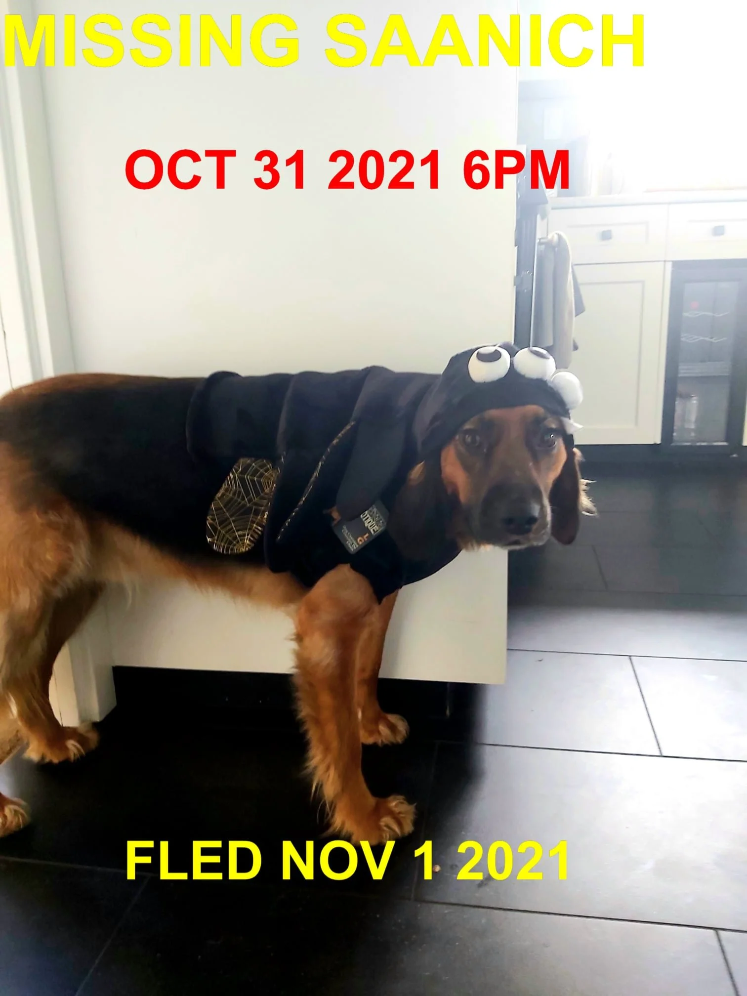 HAPPY ENDINGS - SAANICH BC - OZZY - OCT. 31, 2021